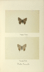 Ihecla humuli (upper side; under side).