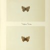 Ihecla angustus (upper side; under side).