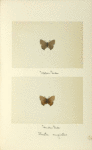 Ihecla angustus (upper side; under side).