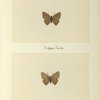 Ihecla titus (upper side; under side).