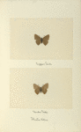 Ihecla titus (upper side; under side).