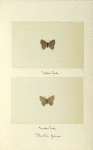 Ihecla poeas (upper side; under side).