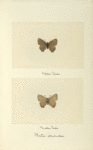 Ihecla edwardsii (upper side; under side).