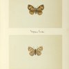 Feniseca targuinius (upper side; under side).