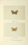 Feniseca targuinius (upper side; under side).