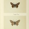 Endamus amintas (upper side; under side).