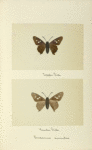 Endamus amintas (upper side; under side).