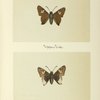 Endamus lycidas (upper side; under side).
