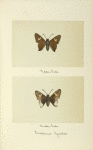 Endamus lycidas (upper side; under side).