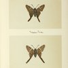 Endamus proteus (upper side; under side).