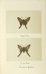Endamus proteus (upper side; under side).