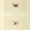 Pyrgus tessellata (upper side; under side).
