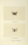 Pyrgus tessellata (upper side; under side).