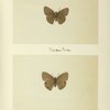 Neonympha sosybius (upper side; under side).