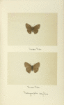 Neonympha sosybius (upper side; under side).