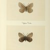 Chronobas semidea (upper side; under side).