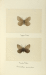 Chronobas semidea (upper side; under side).