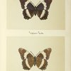 Simenitis arthenis (upper side; under side).