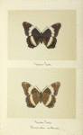Simenitis arthenis (upper side; under side).