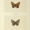 Grapta progne (upper side; under side).
