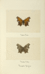 Grapta progne (upper side; under side).