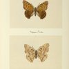 Apatura clyton (upper side; under side).