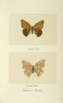 Apatura clyton (upper side; under side).