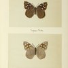 Eunica tatila (upper side; under side).