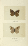 Eunica tatila (upper side; under side).