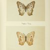 Anartia jatrophoe (upper side; under side).