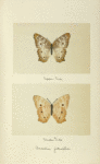 Anartia jatrophoe (upper side; under side).