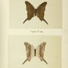 Jinetes chiron (upper side; under side).
