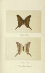 Jinetes chiron (upper side; under side).