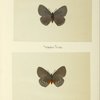 Enmenia atala (upper side; under side).