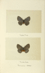 Enmenia atala (upper side; under side).
