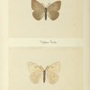 Pieris monuste (dark variety), (upper side; under side).