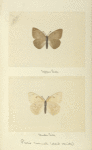 Pieris monuste (dark variety), (upper side; under side).