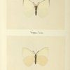 Pieris monuste (upper side; under side).