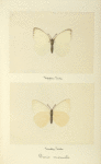 Pieris monuste (upper side; under side).