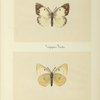 Colias philodice albino (upper side; under side).