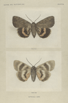 Catocala Cara (upper side and under side).