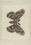Attacus Cecropia (upper side).