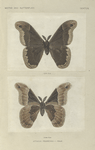 Attacus Promethia - Male  (upper side and under side).
