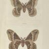 Attacus Promethia  - Female (upper side and under side).