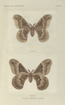 Attacus Promethia  - Female (upper side and under side).