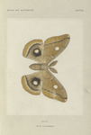 Telea Polyphemus (upper side).