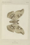 Telea Polyphemus (under side).
