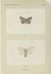 Ocneria Dispar (Male, Female)