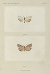 Utetheisia Bella  (upper side and under side).