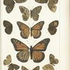 Butterflies in color. - Nymphalidae, especially Satyrinae.